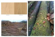 橡木、胡桃、白蠟木還在傻傻分不清楚？手把手教你認識現代極簡家具的使用進